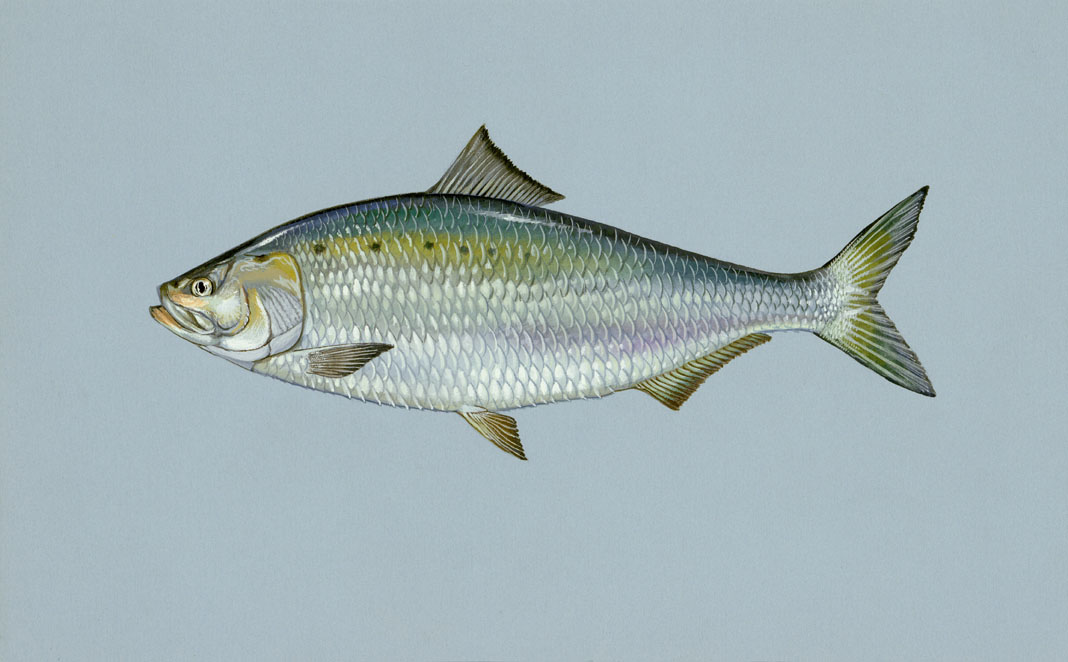 American Shad Source: Raver, Duane. http://images.fws.gov. U.S. Fish and Wildlife Service.