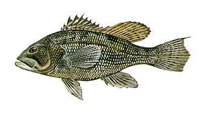 Black Sea Bass Source: Raver, Duane. http://images.fws.gov. U.S. Fish and Wildlife Service.