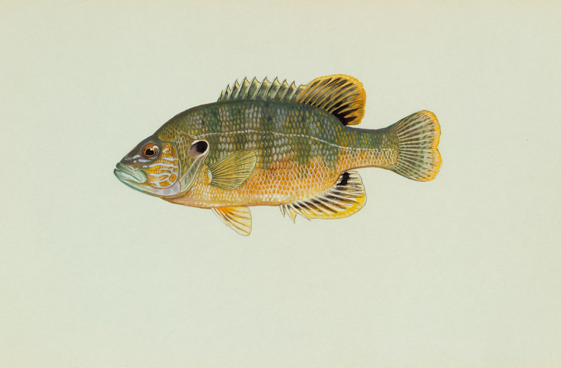 Green Sunfish Source: Raver, Duane. http://images.fws.gov. U.S. Fish and Wildlife Service.