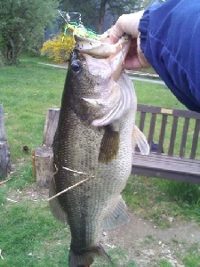 bassbuster77