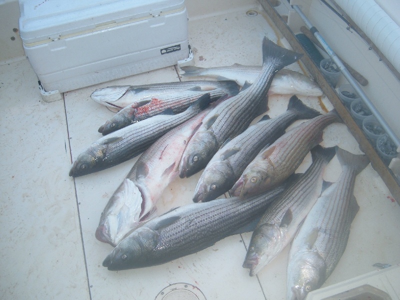 2010 Trips