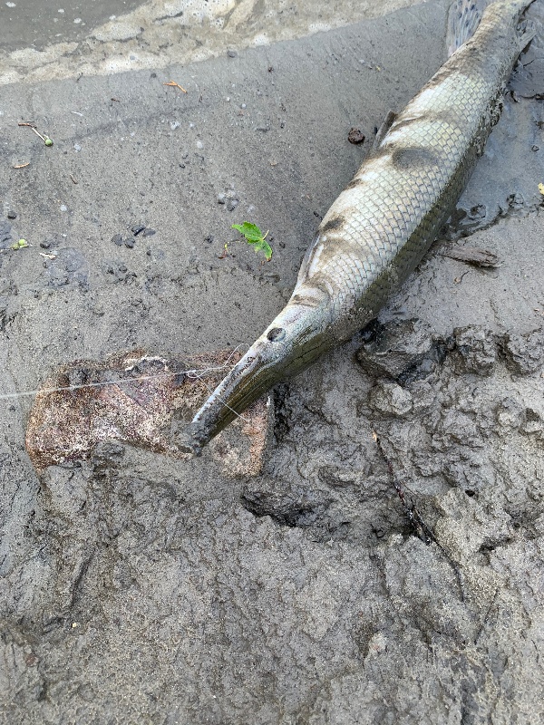 Alligator Gar2