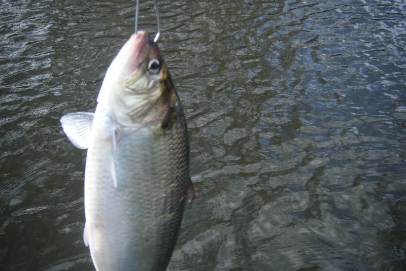 Shad Fishing