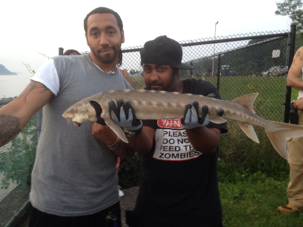 shortnose  sturgeon