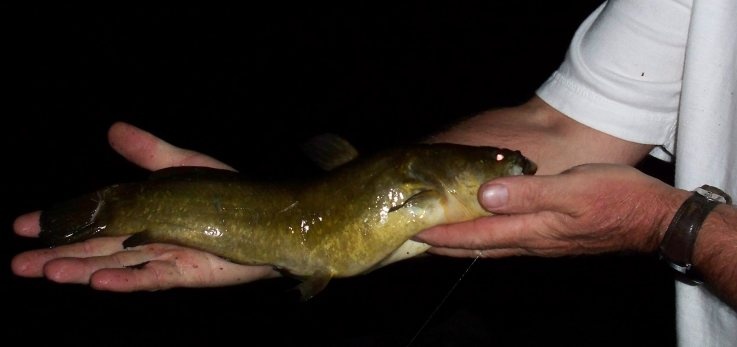 Yellow Bullhead on Hotdog chunk