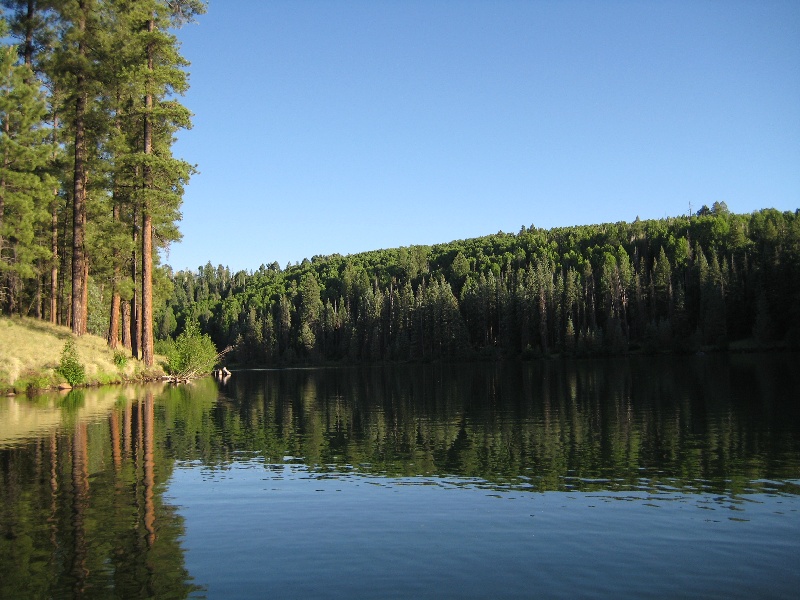 Christmas tree lake