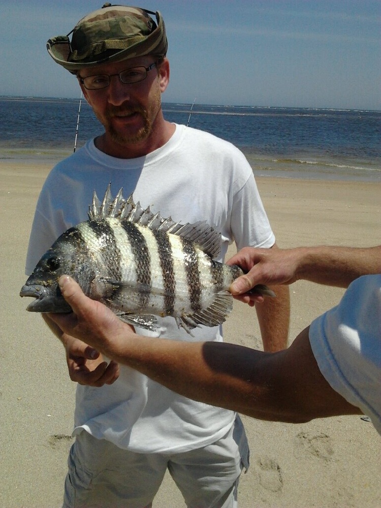 Sheepshead